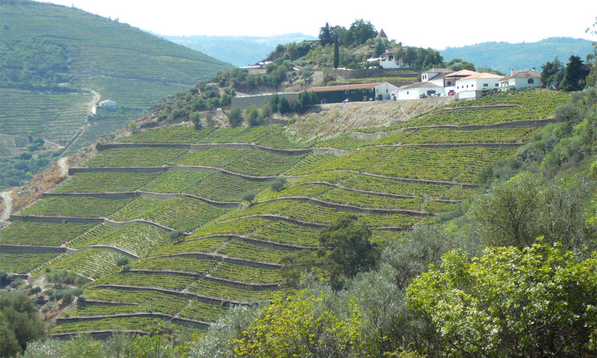 Quinta do Crasto vinice Maria teresa